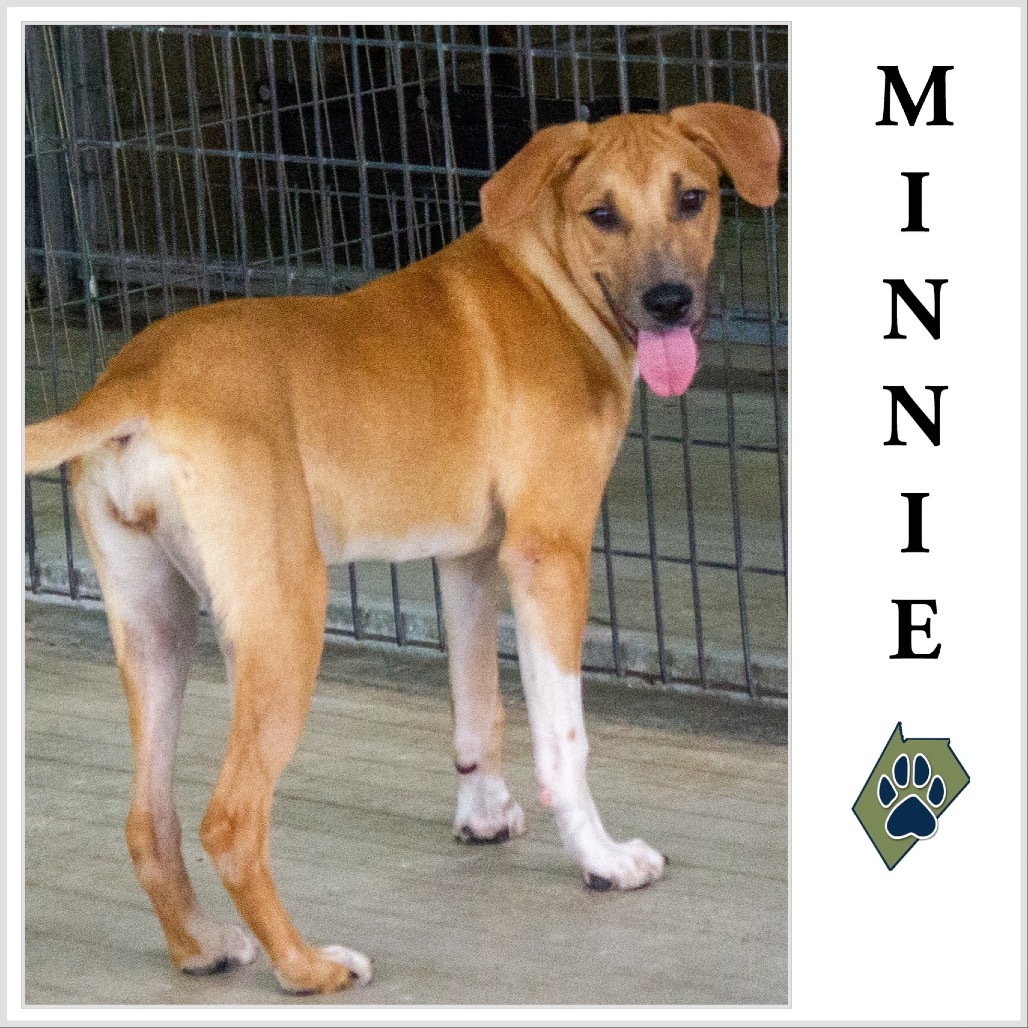 Minnie, an adoptable Whippet, Mixed Breed in Floresville, TX, 78114 | Photo Image 1