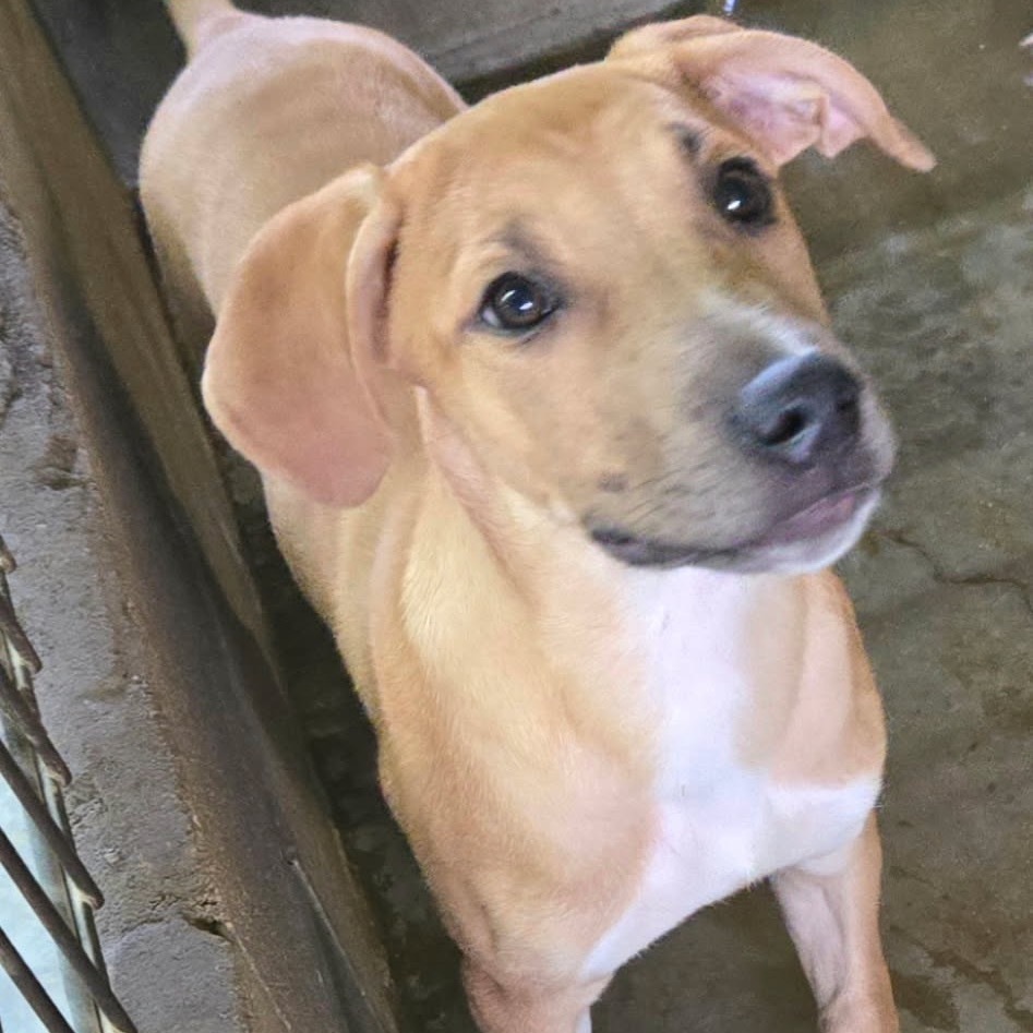 Minnie, an adoptable Whippet, Mixed Breed in Floresville, TX, 78114 | Photo Image 2