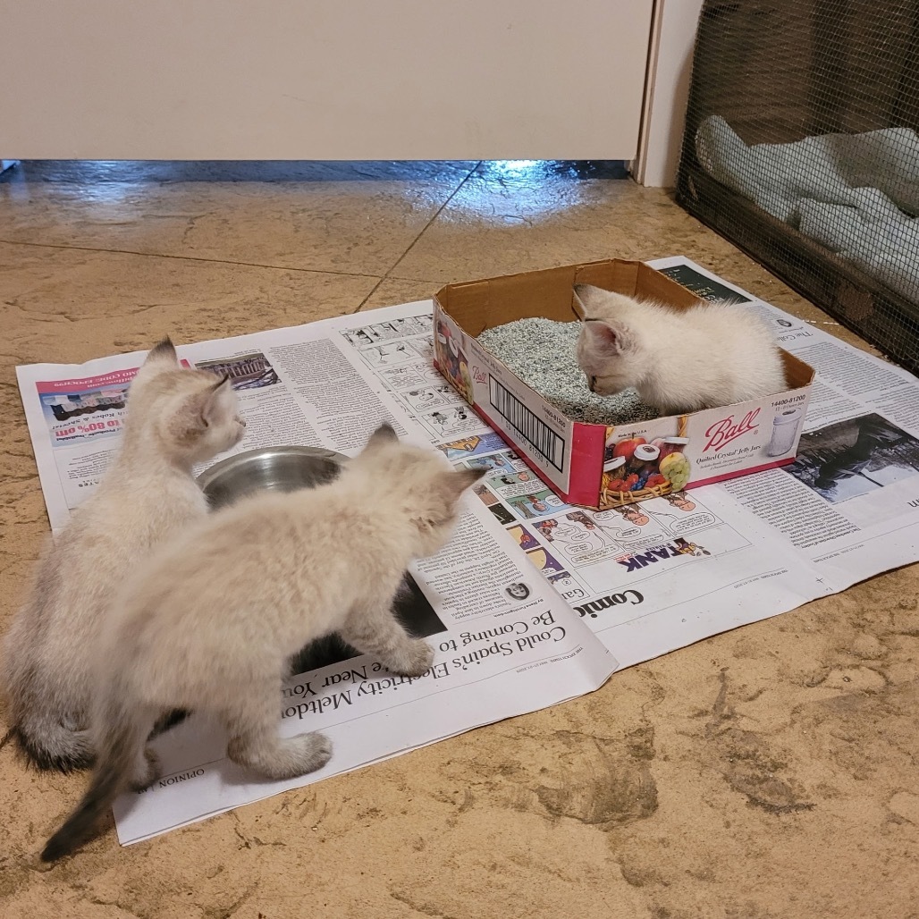 Chevron, an adoptable Ragdoll, Domestic Medium Hair in Floresville, TX, 78114 | Photo Image 1