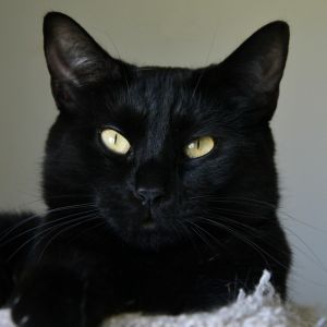 Pippin, Adult Male Domestic Short Hair