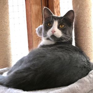 Dominique, Young Female Domestic Short Hair