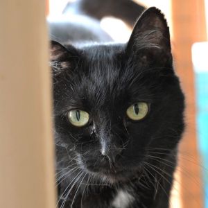 Liam, Senior Male Domestic Short Hair