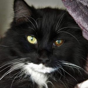 Matthew, Senior Male Domestic Long Hair
