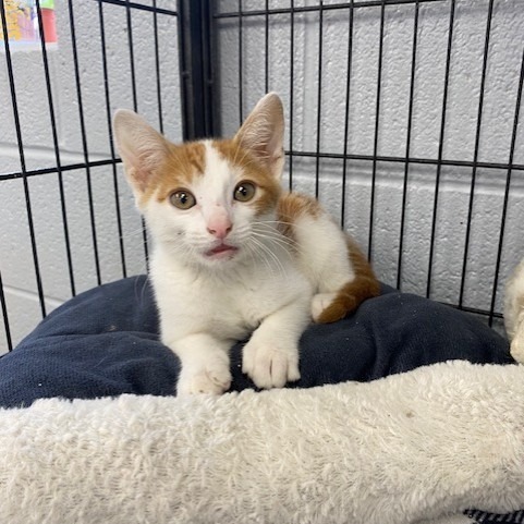 Smiles, an adoptable Domestic Short Hair in Duncan, OK, 73533 | Photo Image 1