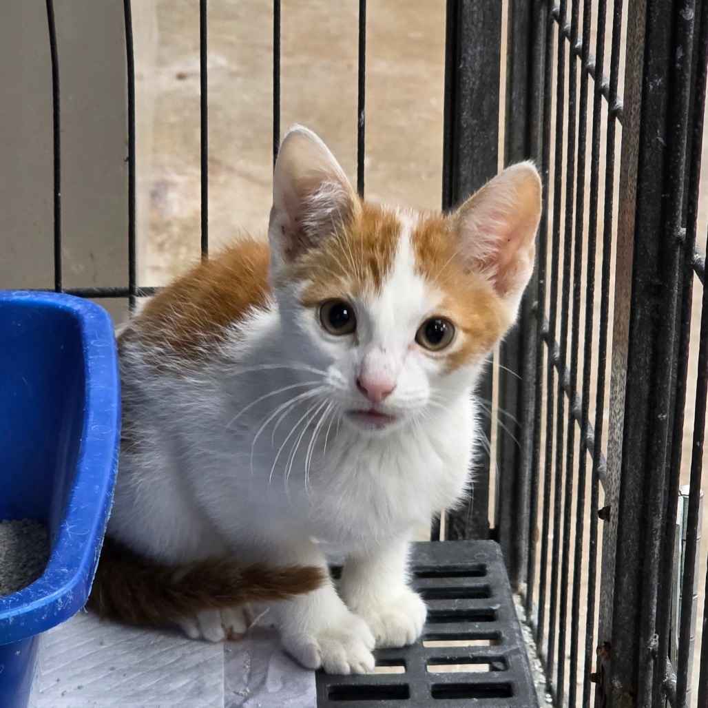 Smiles, an adoptable Domestic Short Hair in Duncan, OK, 73533 | Photo Image 2