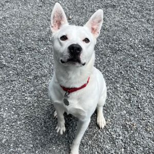 Parker, Adult Male Mixed Breed
