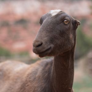 Tina, Adult Female unknown