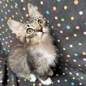 Earth, Baby Male Domestic Medium Hair