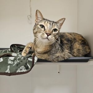 Bailey-City of Industry Location, Adult Female Domestic Short Hair