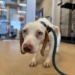 Tamara(36) - Claremont Location, Young Female Beagle