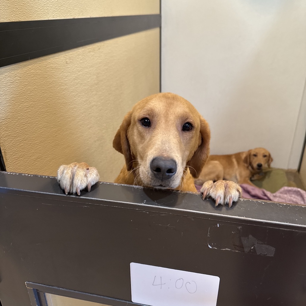 Rogan(21) - Claremont Location