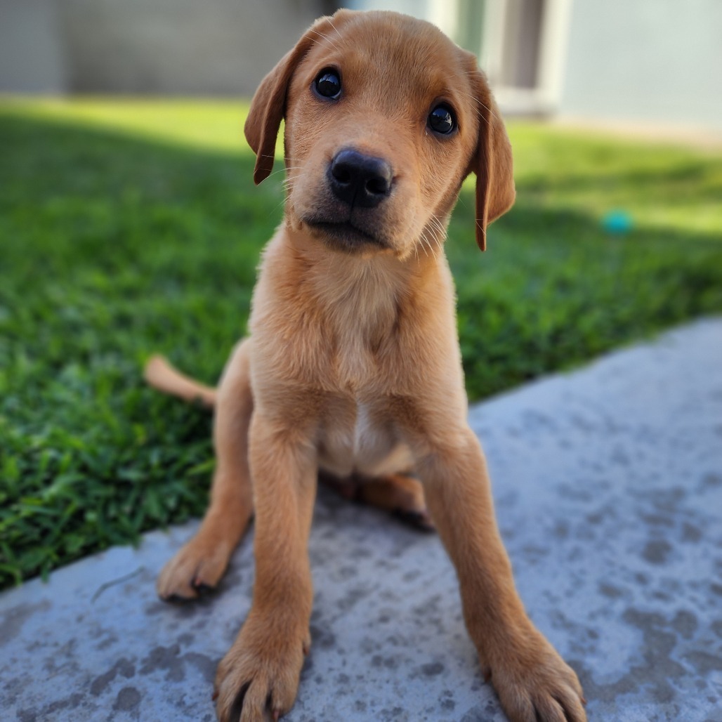 Thor (44)-*Available 6/6* Chino Hills Location