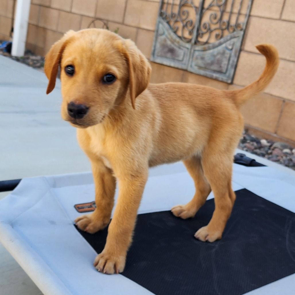 Thor (44)-*Available 6/6* Chino Hills Location