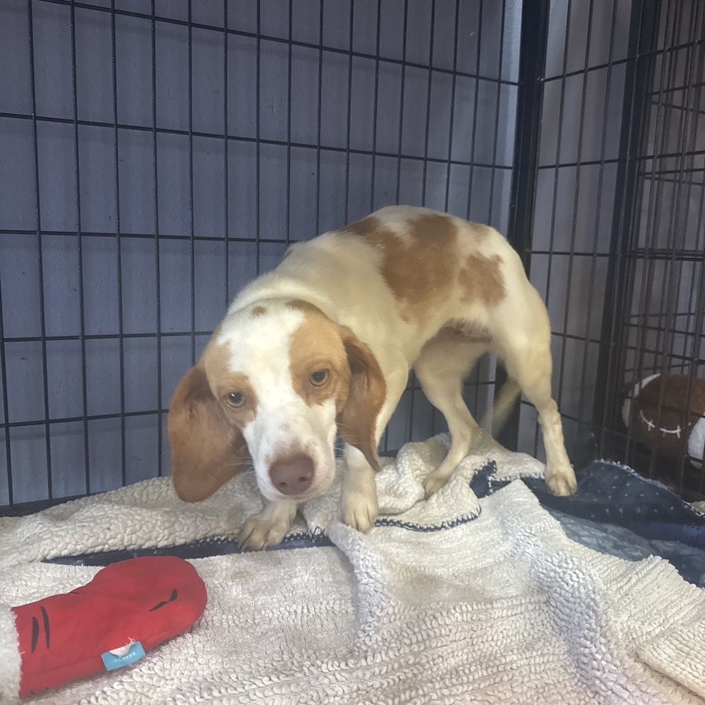 Bianca(34)- Claremont Location