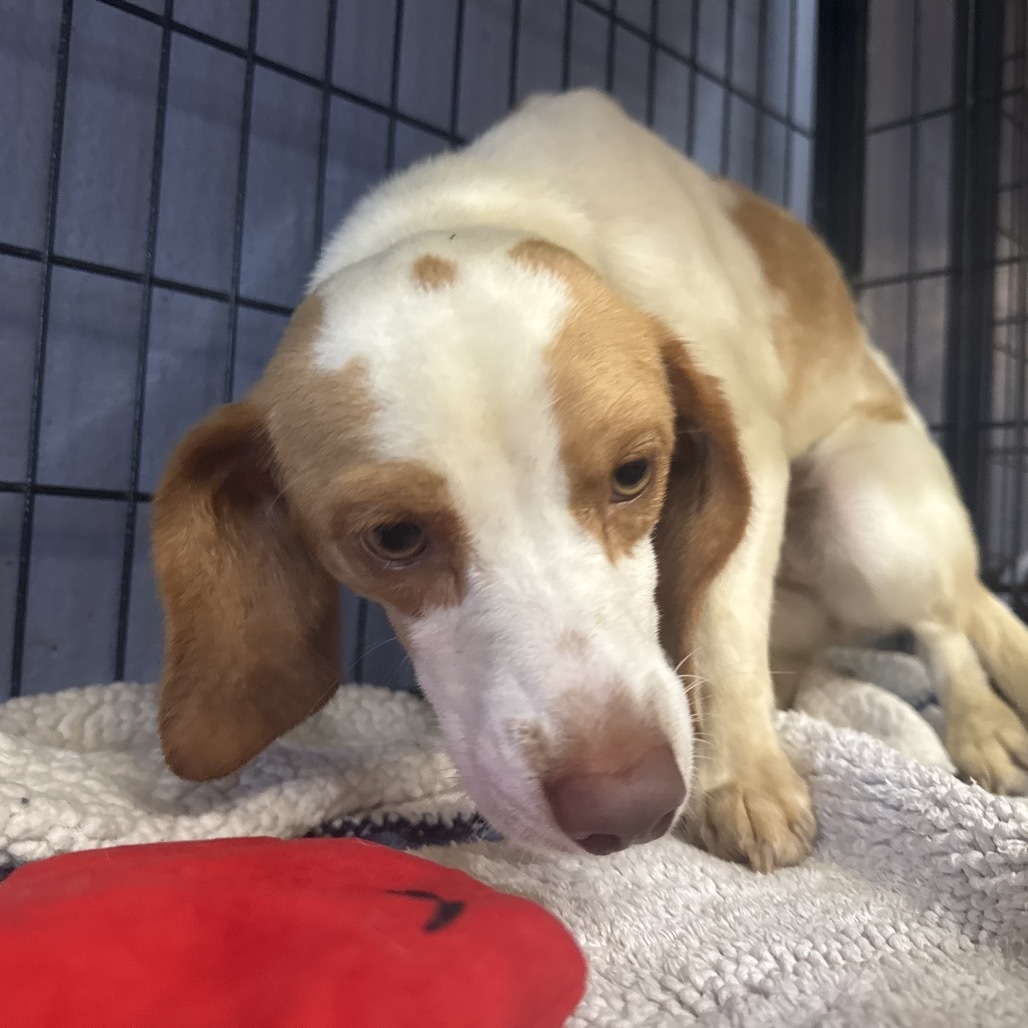 Bianca(34)- Claremont Location