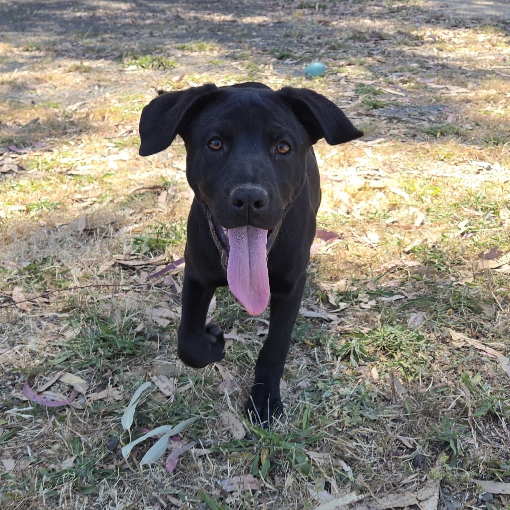 Ranger