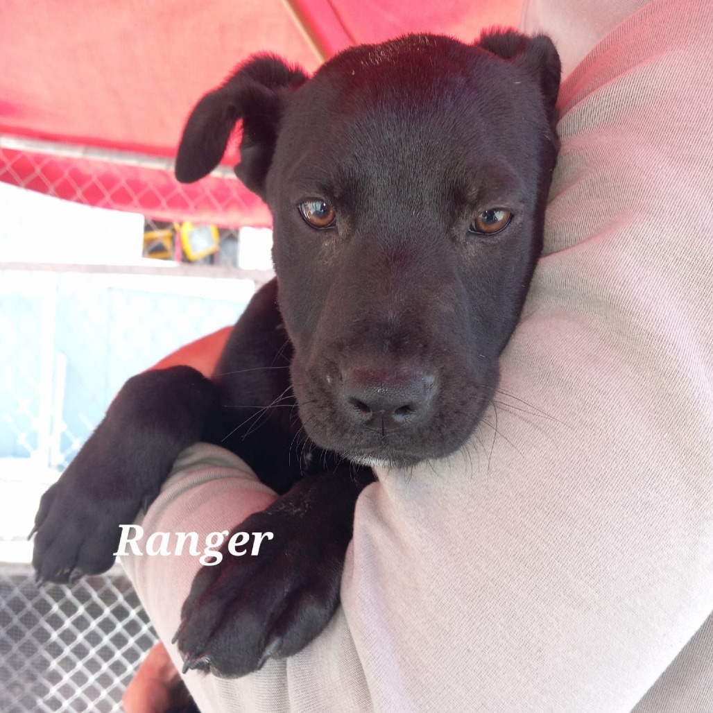 Ranger