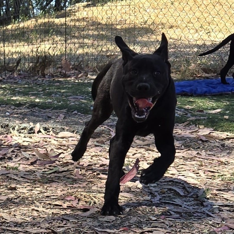 Ranger