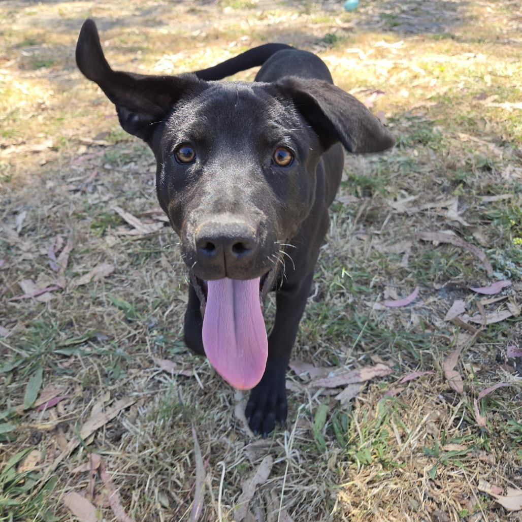 Ranger