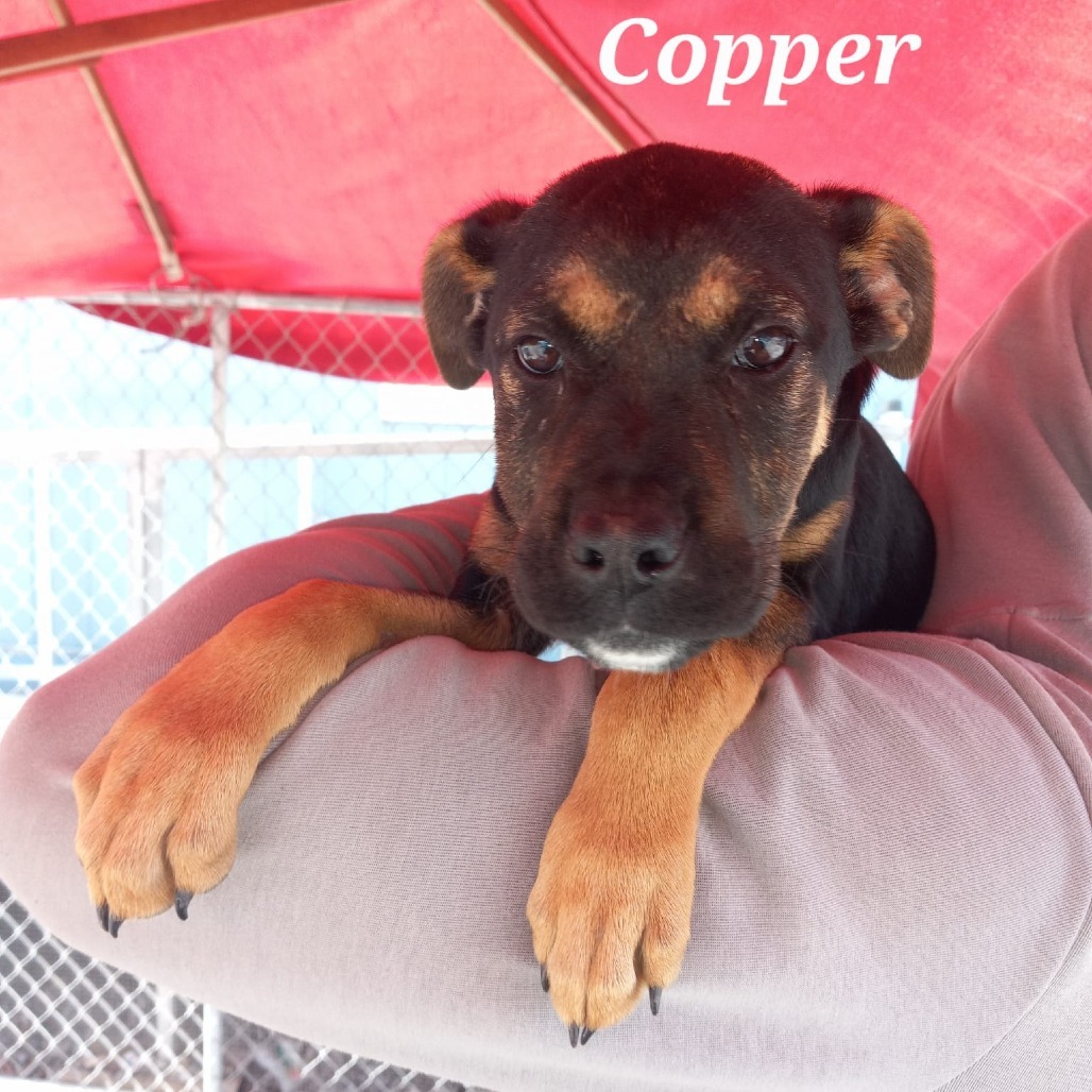 Copper