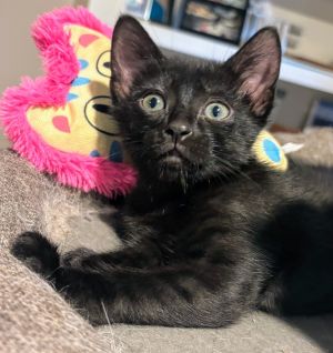 Meet Molly I am a sweet playful and loving kitten I love to play with feather and crinkle toys M