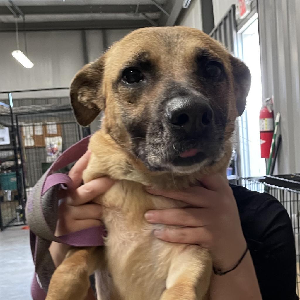 Honey- 053001T 2