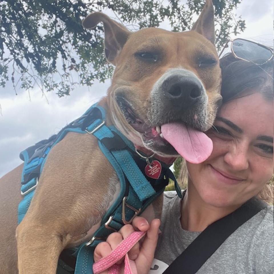Mercury (mom), an adoptable Basenji, Boxer in St. Peters, MO, 63376 | Photo Image 3