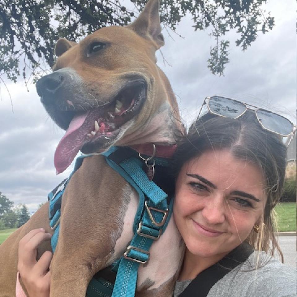 Mercury (mom), an adoptable Basenji, Boxer in St. Peters, MO, 63376 | Photo Image 4