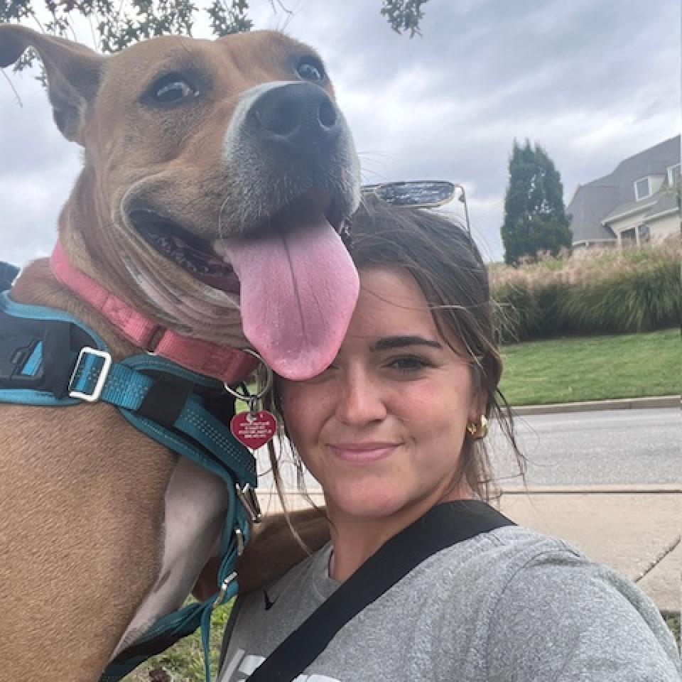 Mercury (mom), an adoptable Basenji, Boxer in St. Peters, MO, 63376 | Photo Image 5