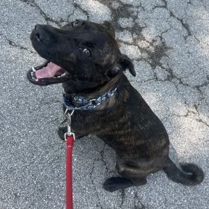 Meredith Grey, Young Female Plott Hound