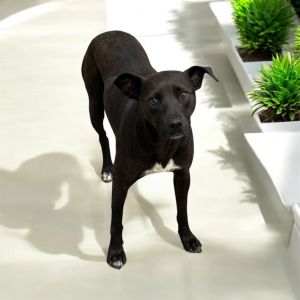 Coffee, Adult Female Mixed Breed