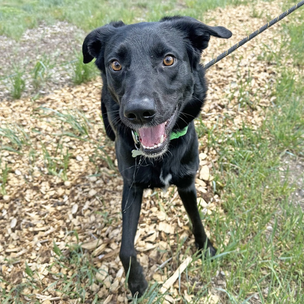 Lucky, an adoptable Mixed Breed in Hailey, ID, 83333 | Photo Image 1