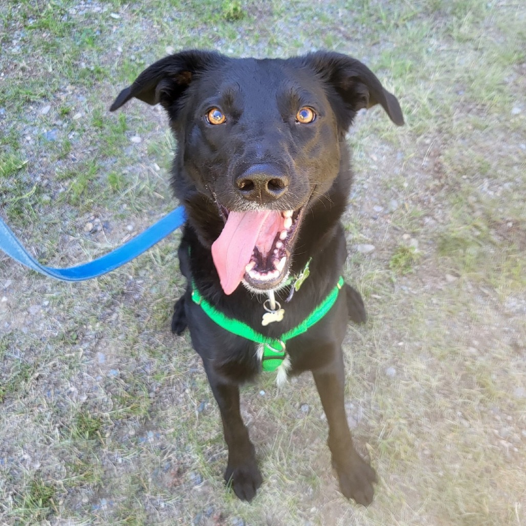 Lucky, an adoptable Mixed Breed in Hailey, ID, 83333 | Photo Image 1