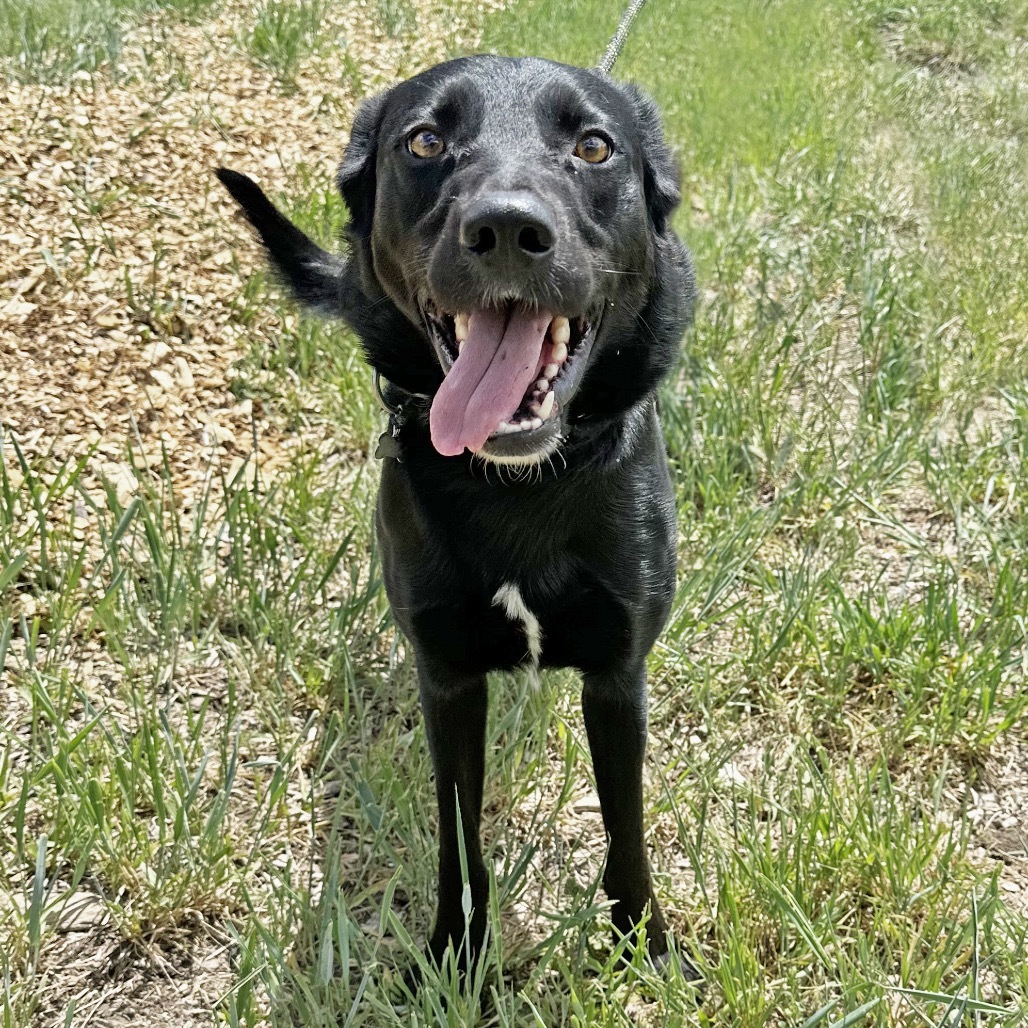 Lucky, an adoptable Mixed Breed in Hailey, ID, 83333 | Photo Image 2