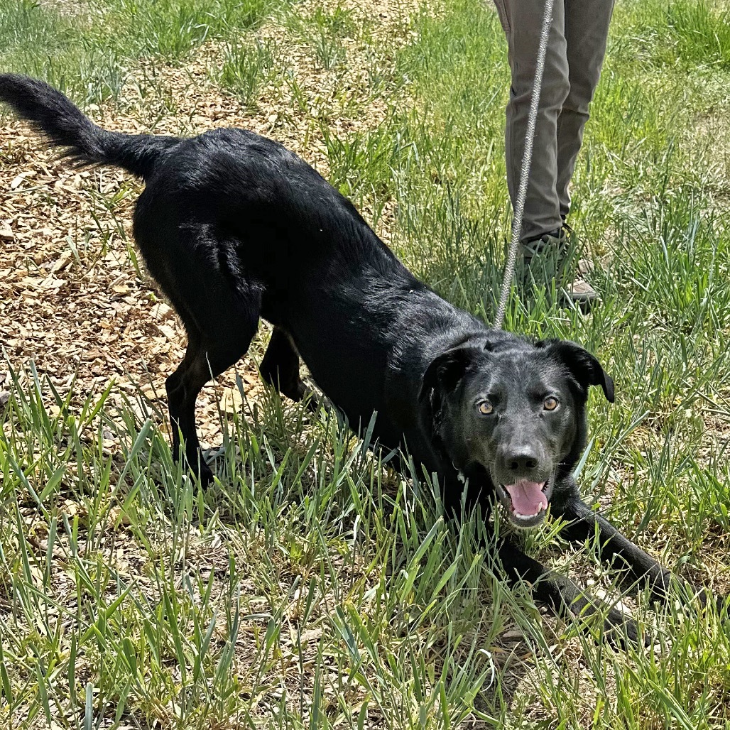 Lucky, an adoptable Mixed Breed in Hailey, ID, 83333 | Photo Image 3