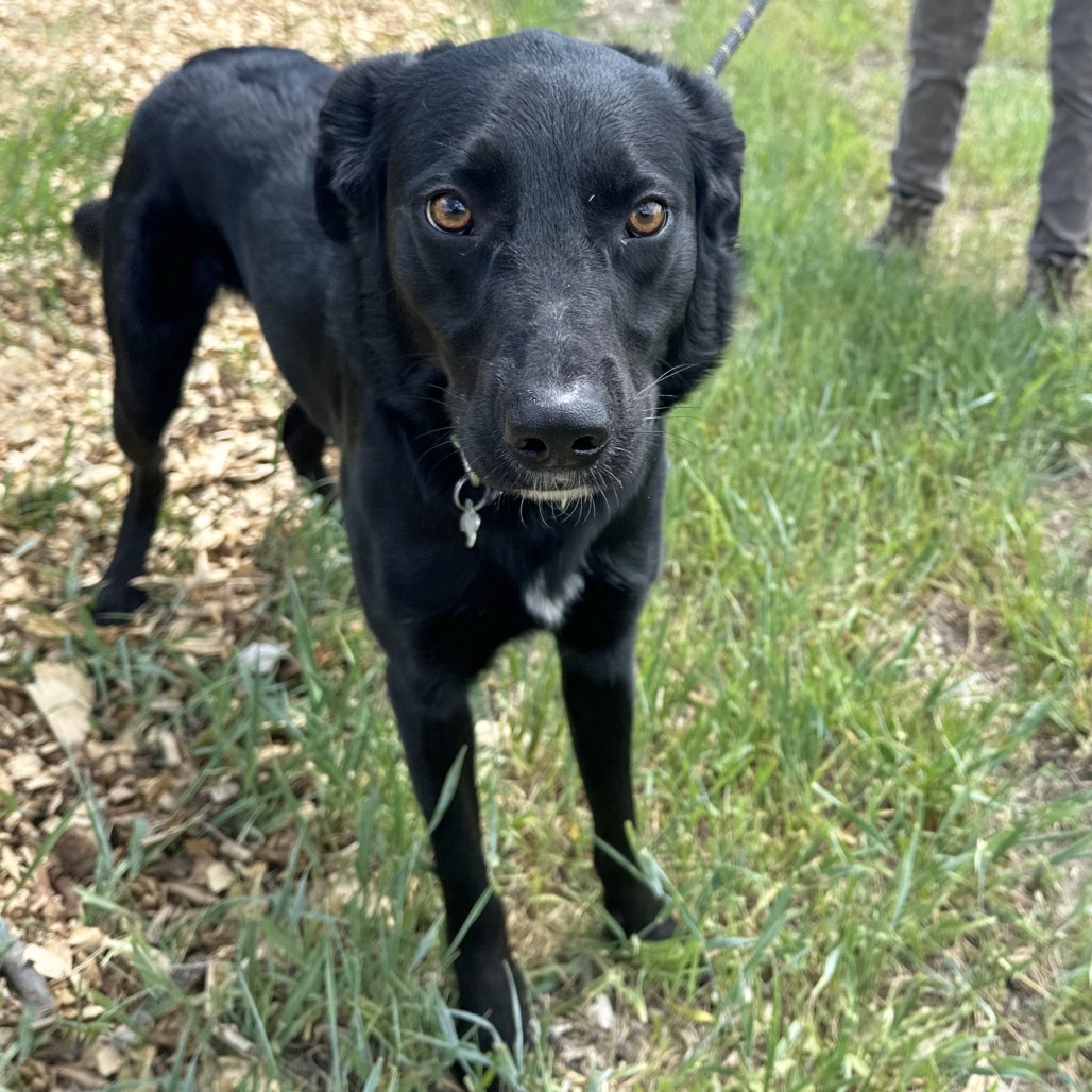Lucky, an adoptable Mixed Breed in Hailey, ID, 83333 | Photo Image 4