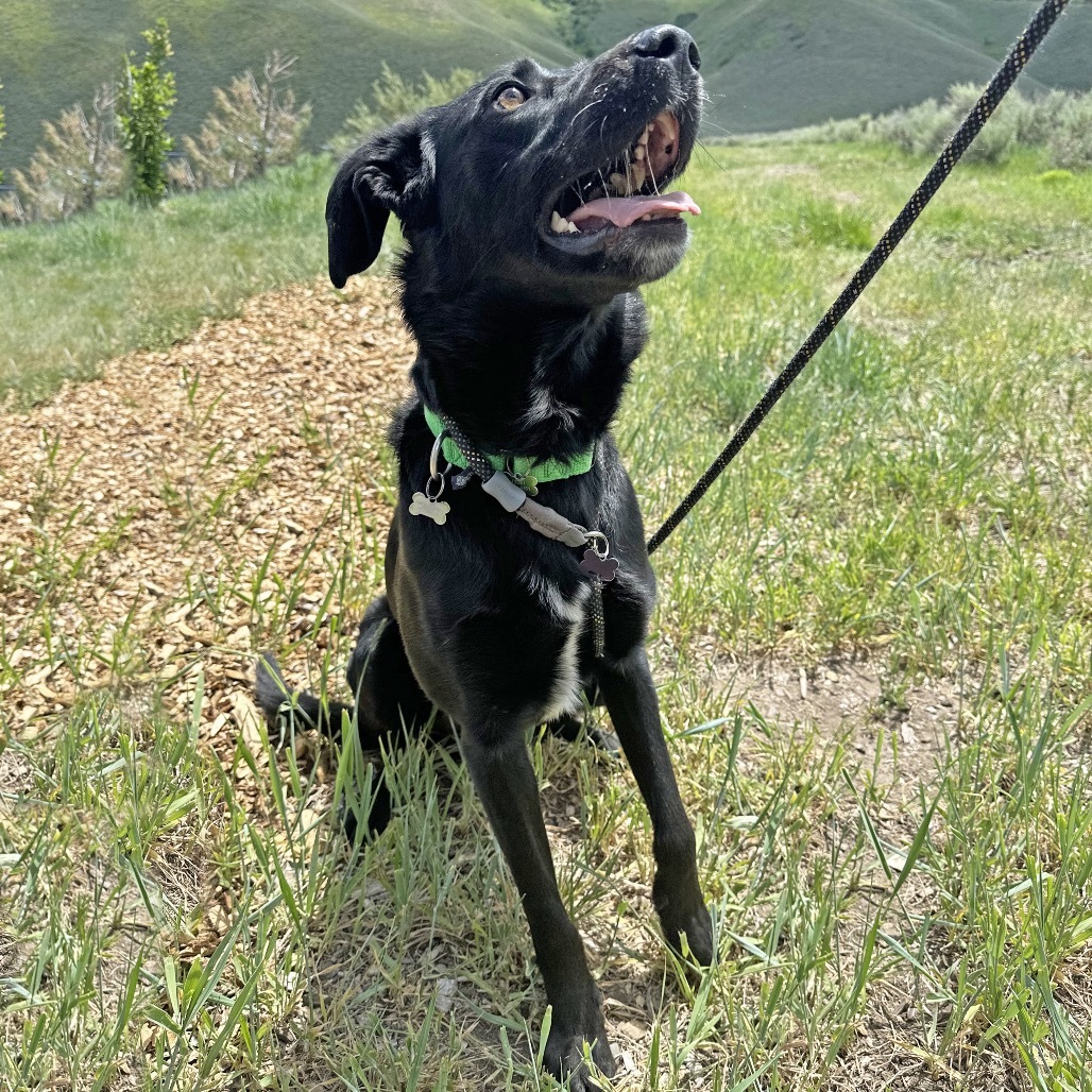 Lucky, an adoptable Mixed Breed in Hailey, ID, 83333 | Photo Image 5