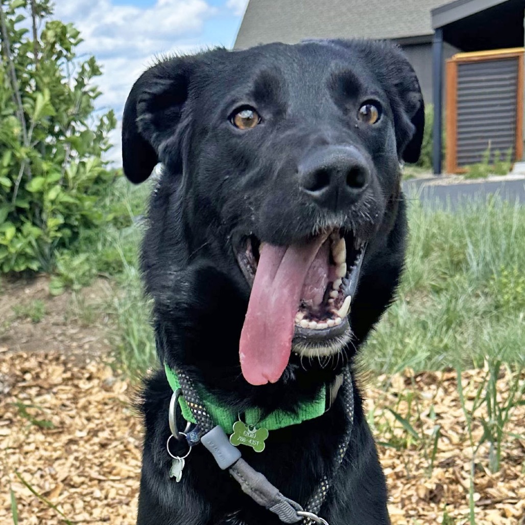Lucky, an adoptable Mixed Breed in Hailey, ID, 83333 | Photo Image 6