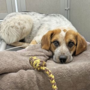 Jessie, Young Female Mixed Breed