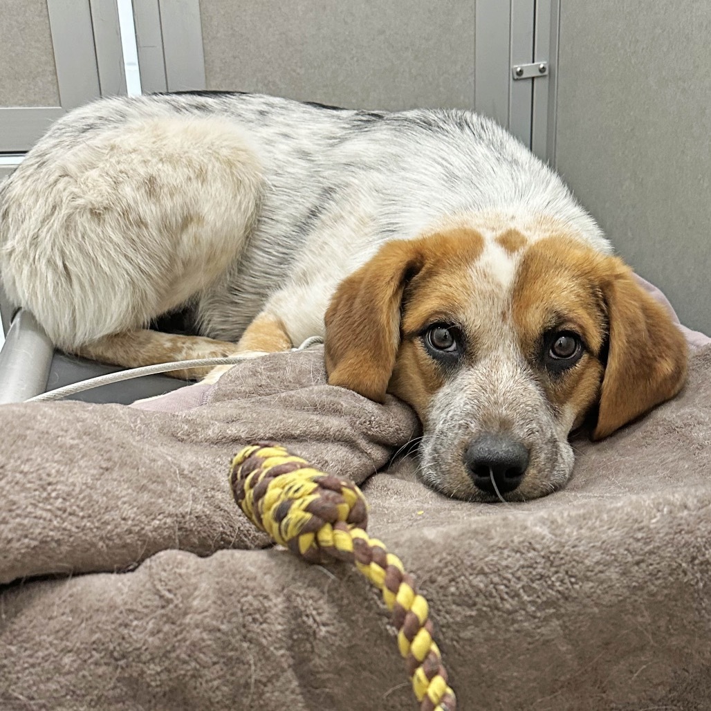 Jessie, an adoptable Mixed Breed in Hailey, ID, 83333 | Photo Image 2