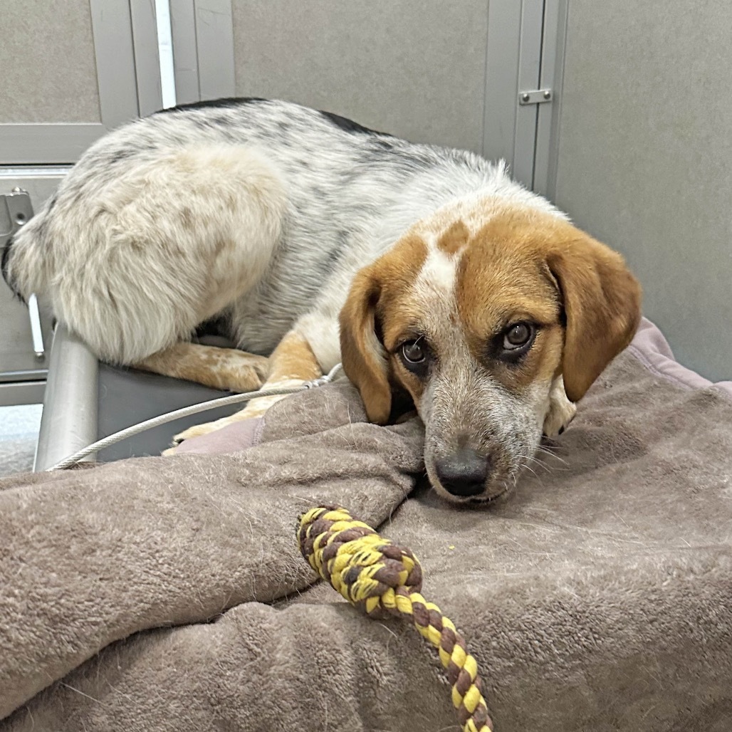 Jessie, an adoptable Mixed Breed in Hailey, ID, 83333 | Photo Image 3