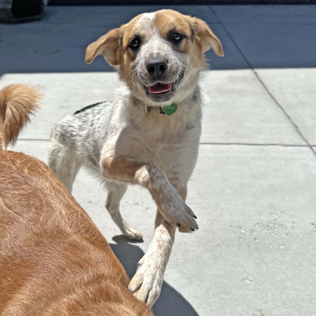 Jessie, an adoptable Mixed Breed in Hailey, ID, 83333 | Photo Image 4