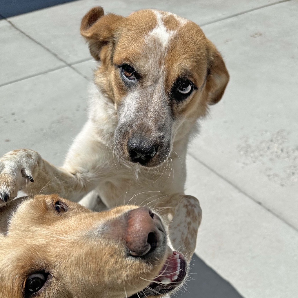 Jessie, an adoptable Mixed Breed in Hailey, ID, 83333 | Photo Image 5