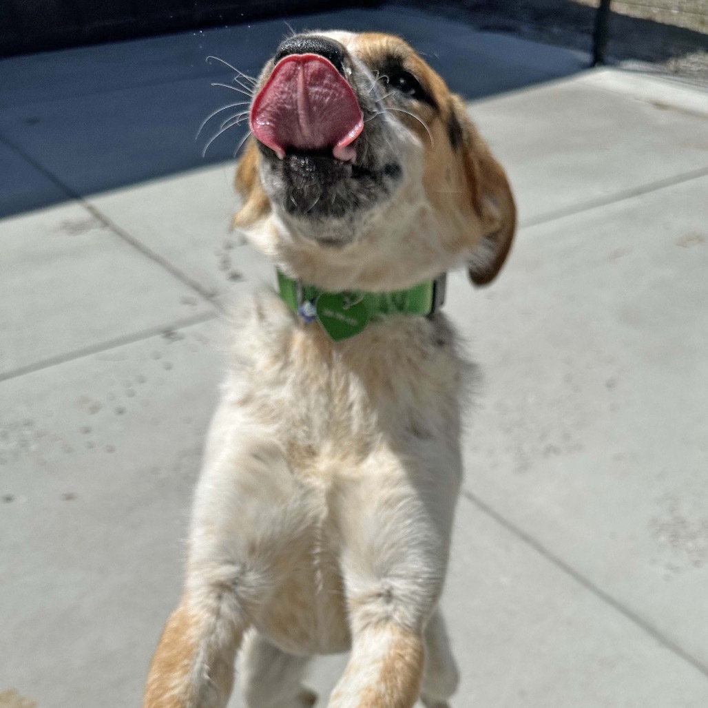 Jessie, an adoptable Mixed Breed in Hailey, ID, 83333 | Photo Image 6