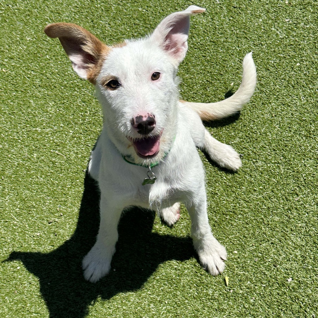 Tessa, an adoptable Mixed Breed in Hailey, ID, 83333 | Photo Image 1