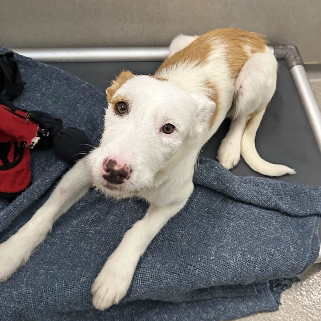 Tessa, an adoptable Mixed Breed in Hailey, ID, 83333 | Photo Image 2
