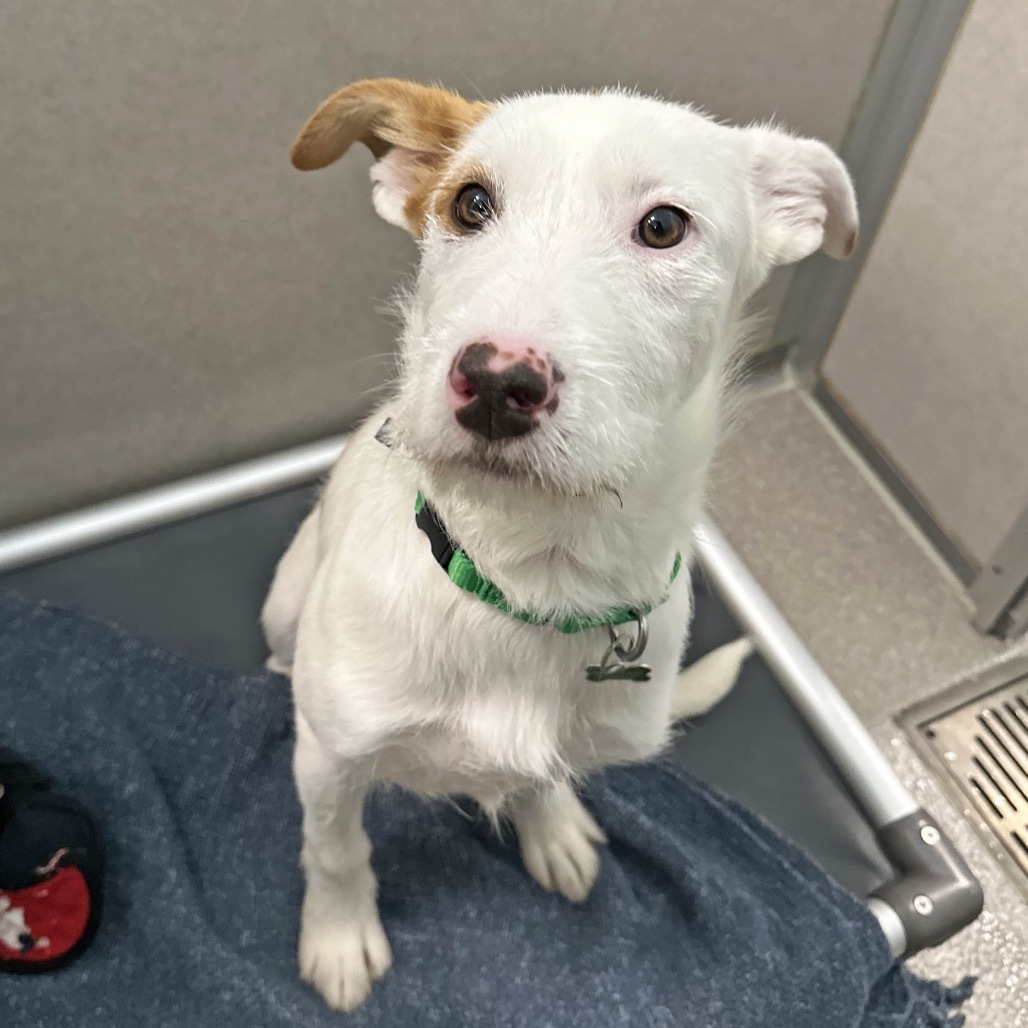Tessa, an adoptable Mixed Breed in Hailey, ID, 83333 | Photo Image 3