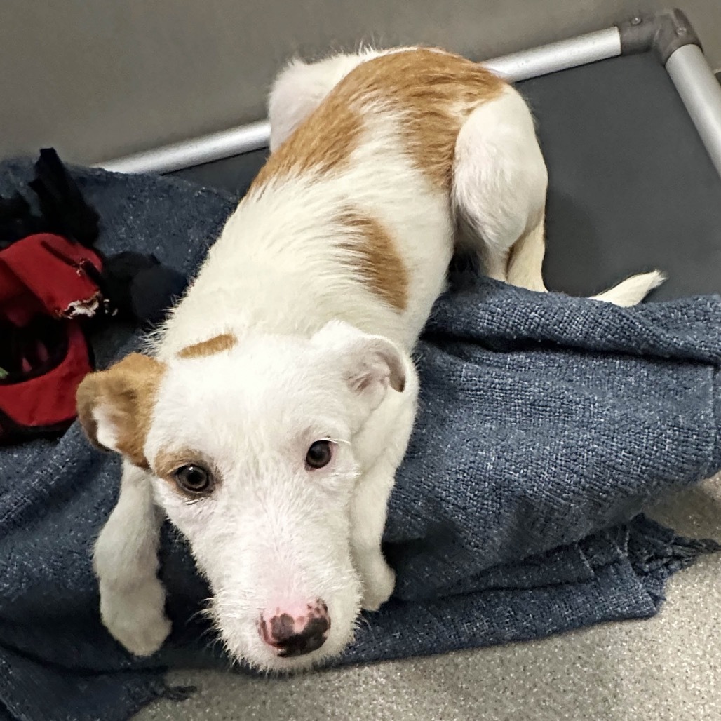 Tessa, an adoptable Mixed Breed in Hailey, ID, 83333 | Photo Image 4