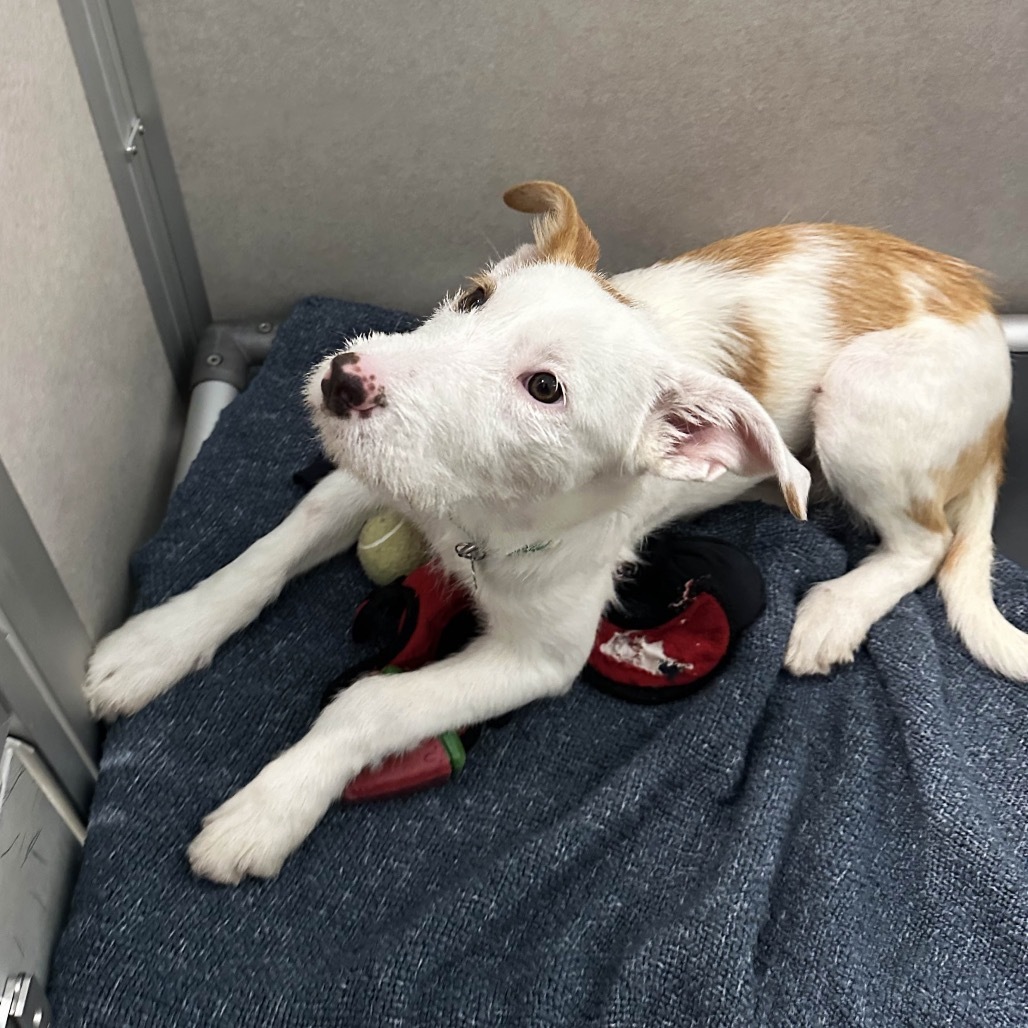 Tessa, an adoptable Mixed Breed in Hailey, ID, 83333 | Photo Image 5