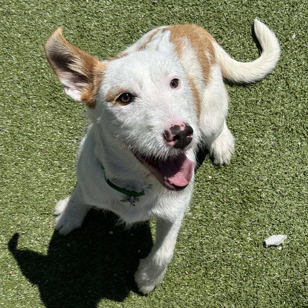 Tessa, an adoptable Mixed Breed in Hailey, ID, 83333 | Photo Image 6